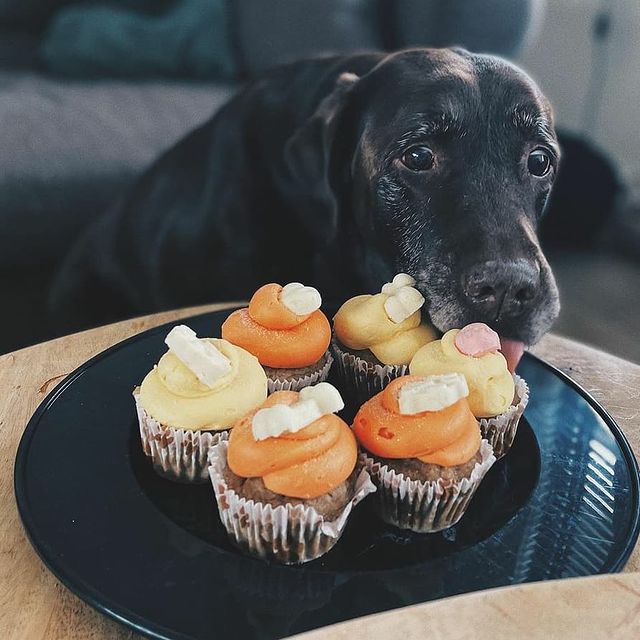 Honden cupcakes
