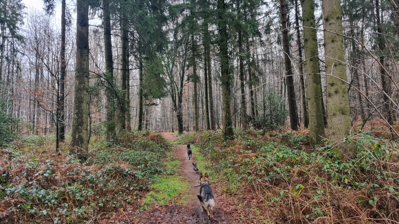 Wandelen in het Reichswald met honden los