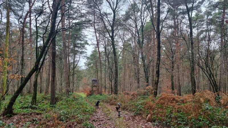Reichswald wandelen met hond